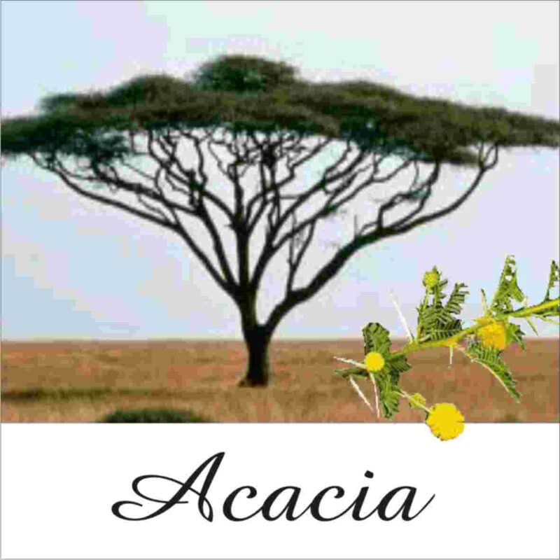 Acacia Anointing Oil 10ml