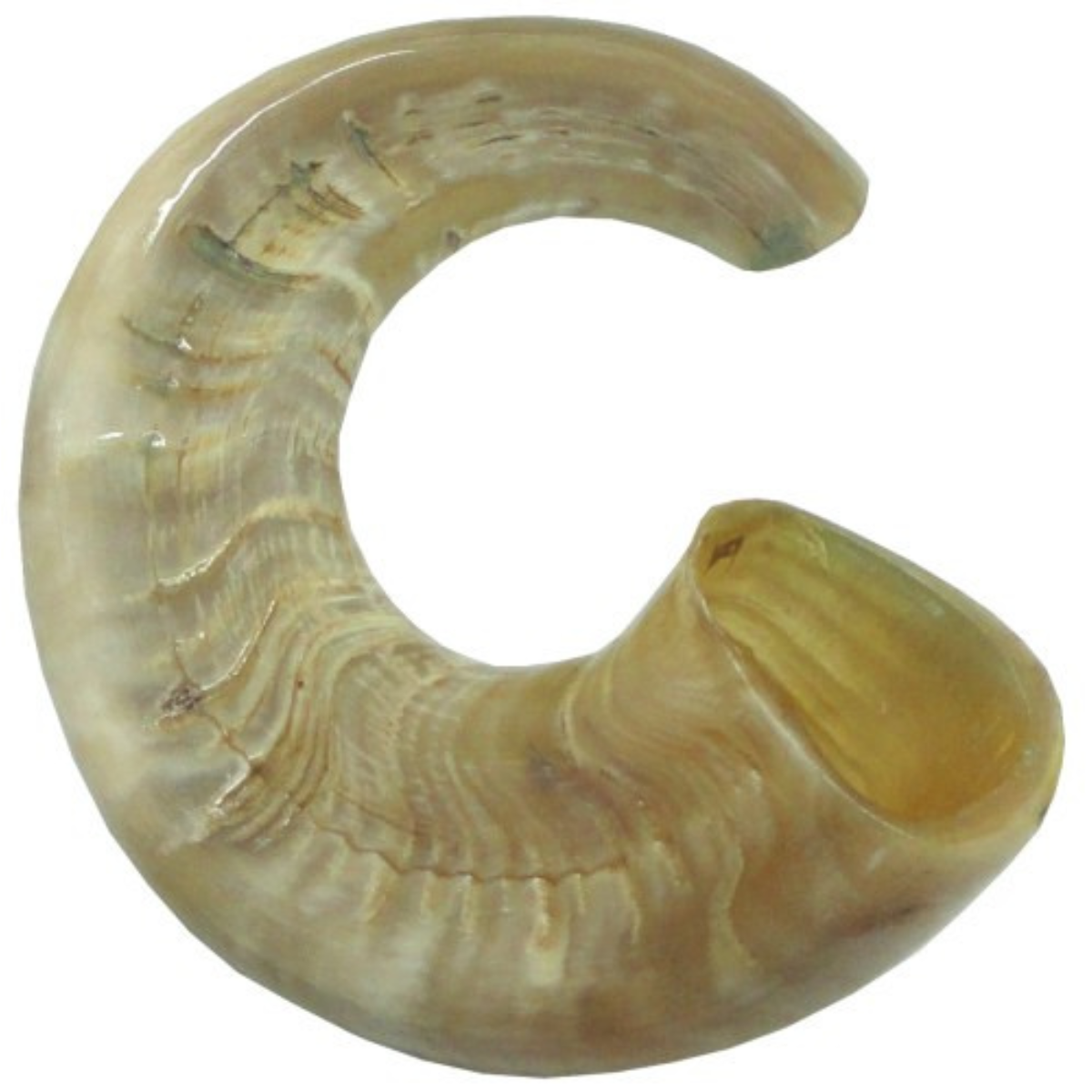 Ram’s Horn Shofar